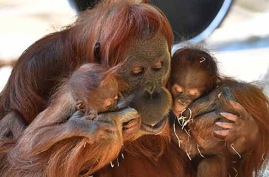 Orang Utan Matra mit Orang-Utan-Babys Quinn (lnks) und Quertin (rechts) (©Foto: Jörg Koch / Tierpark Hellabrunn)